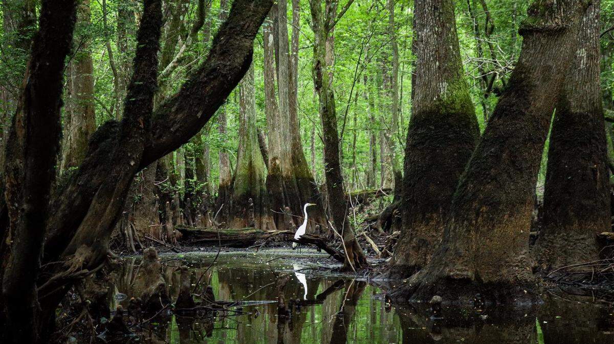 Scenes like this one on the Edisto River can be found throughout SC’s Lowcountry. Some lawmakers want to use proceeds from a proposed casino bill to fund land protection.