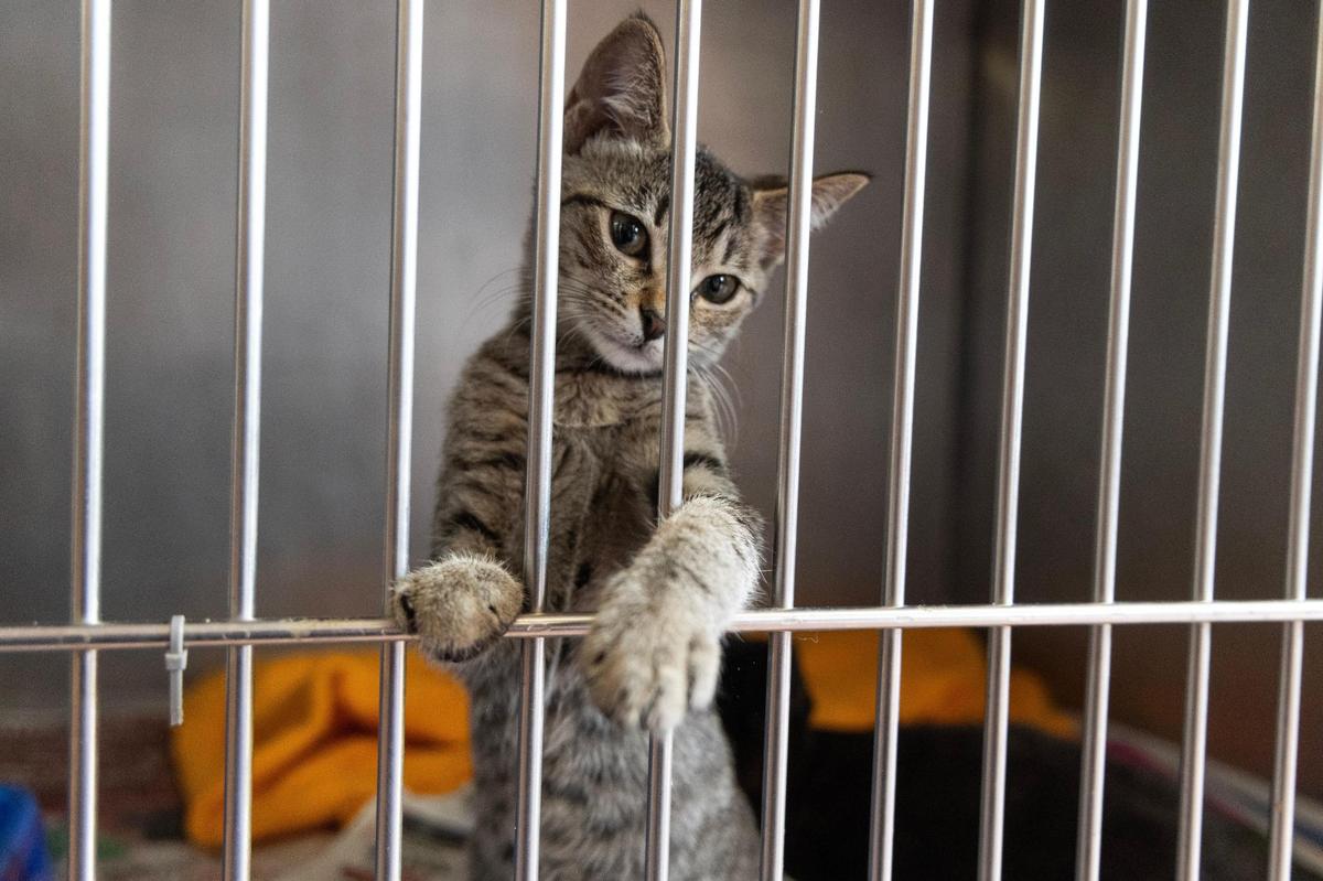 The City of Columbia Animal Services building on Thursday, November 16, 2023.