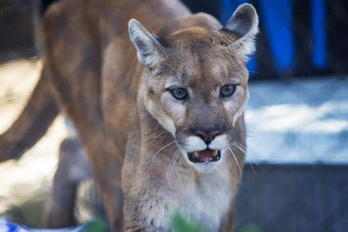 Some people have reported seeing a large cat like a panther, bobcat or a cougar, like the one in this file photo, in the area near Calhoun and Lexington counties.