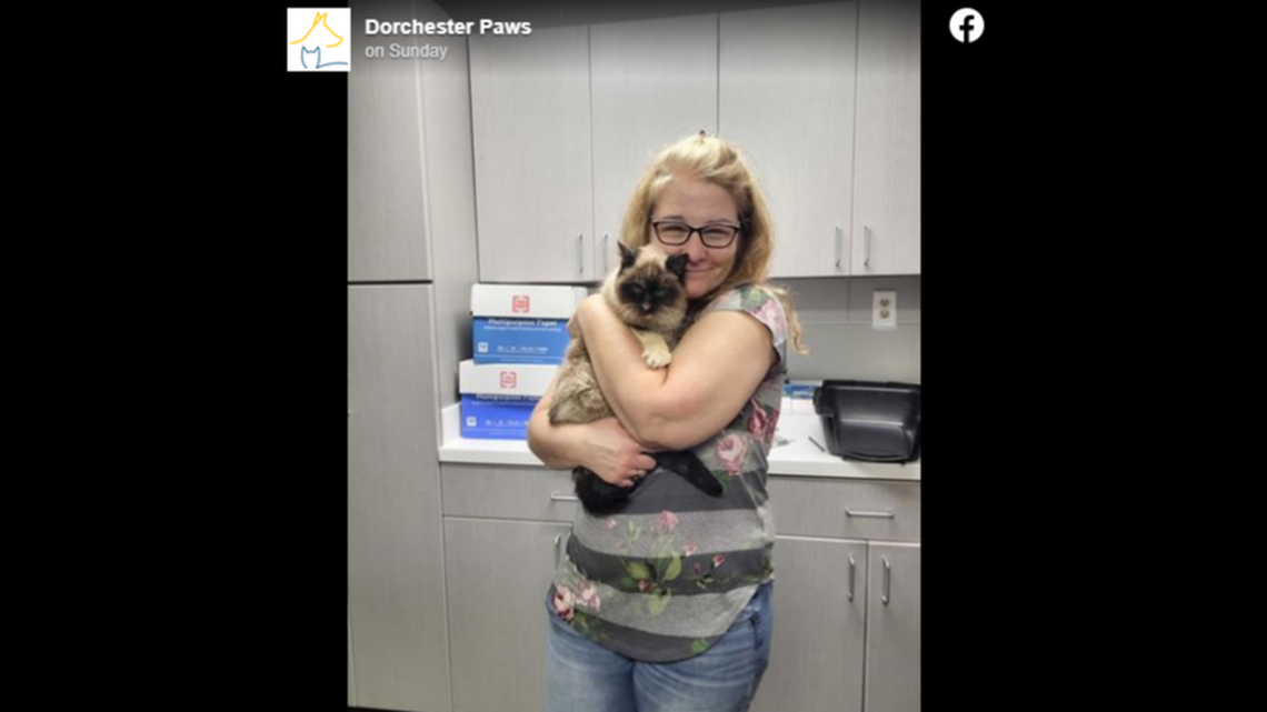Shyla, an 18-year-old cat, reunited with her owner years after going missing.