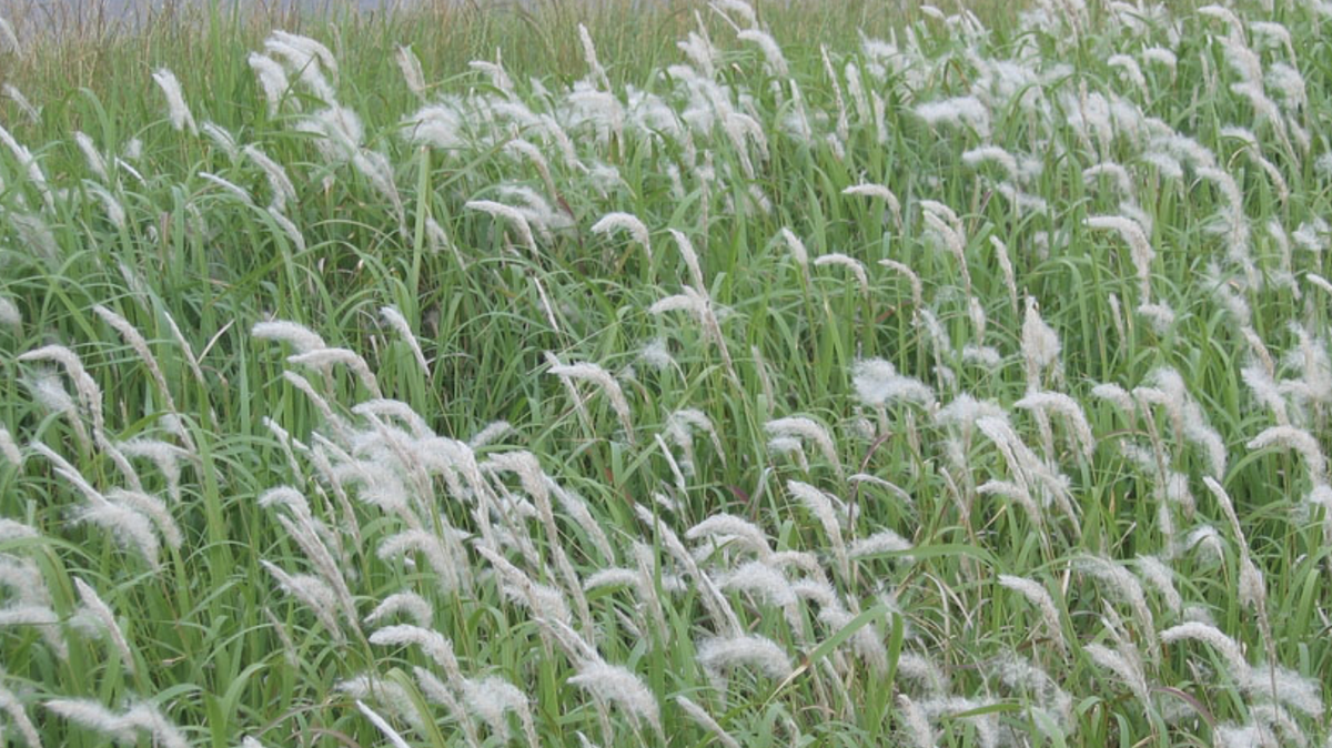 Cogongrass is one of the plants on Clemson’s banned plant list.