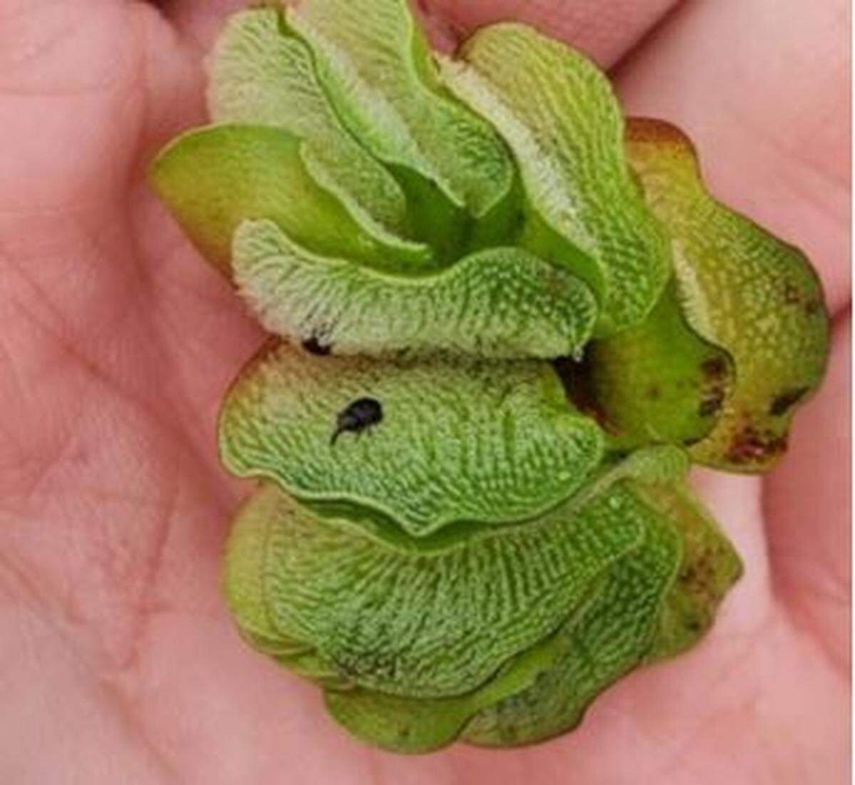 A mature giant salvinia plant with a salvinia weevil is pictured. (Photo courtesy of Santee Cooper.)