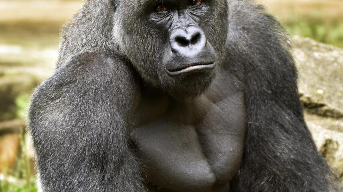 Harambe, a western lowland gorilla, who was fatally shot May 28 to protect a 4-year-old boy who had entered its exhibit at the Cincinnati Zoo and Botanical Garden.