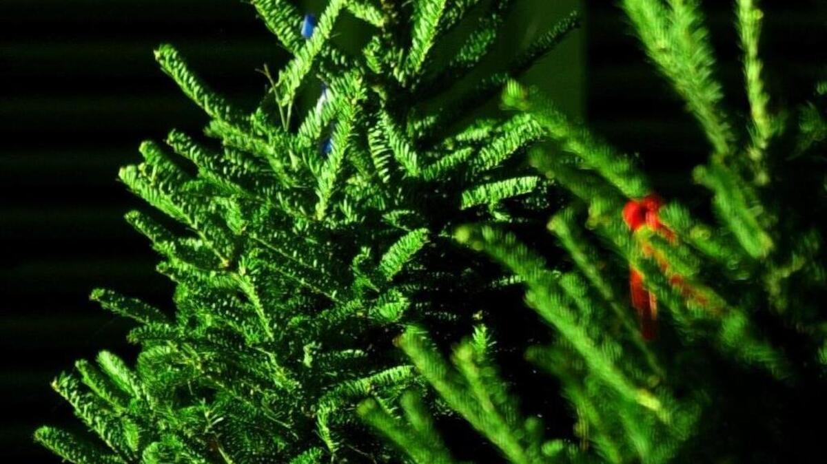 Two of the thousands of Christmas trees that wait to be selected.