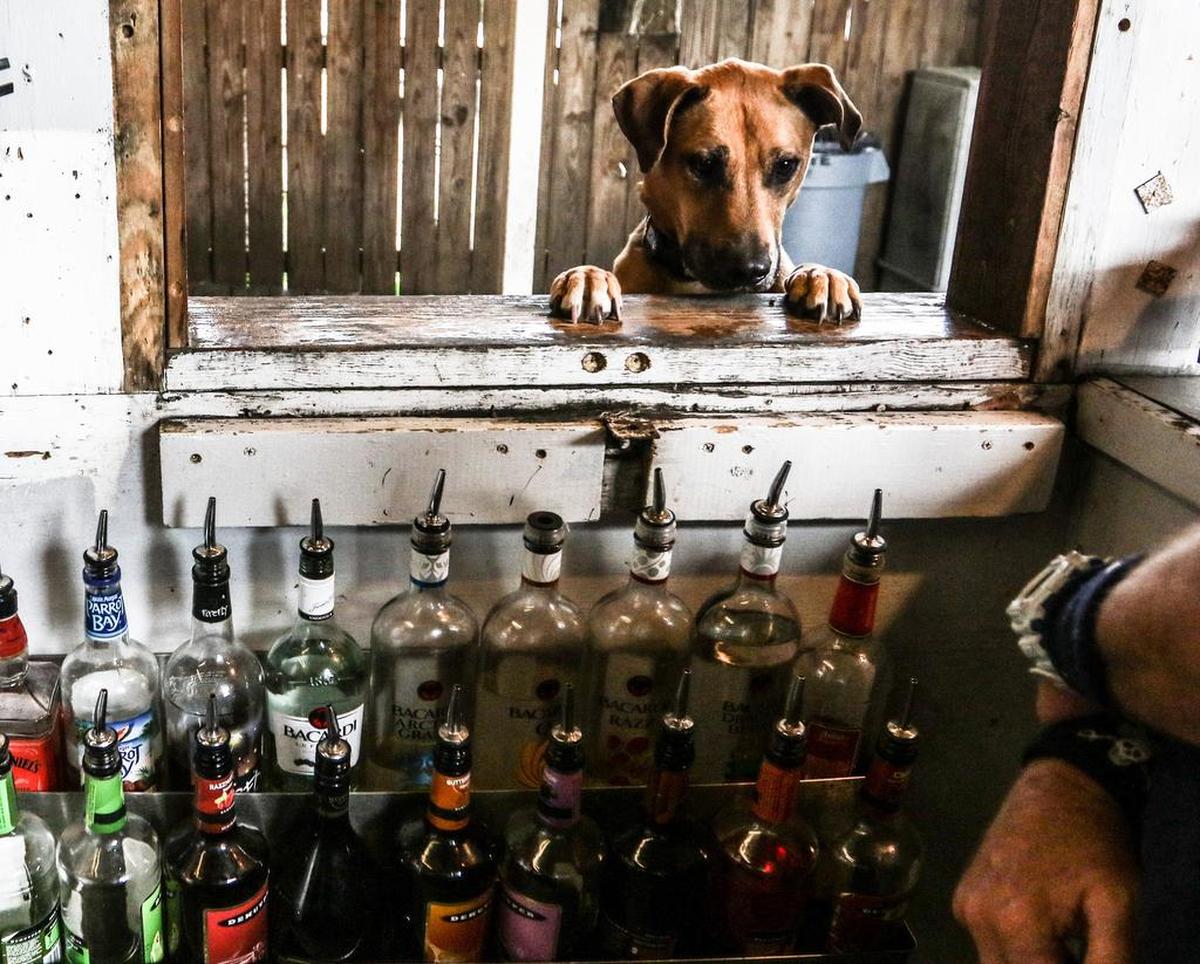 Georgie jups up to greet the bartender at a past Yappy Hour at Jake’s on Devine.