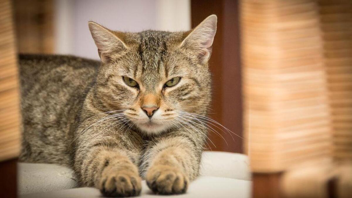 You’ll be able to curl up with a hot cup of tea and the closest kitty at Catitude Cat Cafe