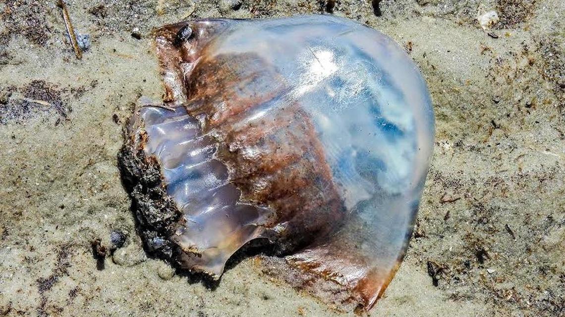 Cannonball jellyfish have some potential as food for humnans but are the food of choice for leatherback turtles.