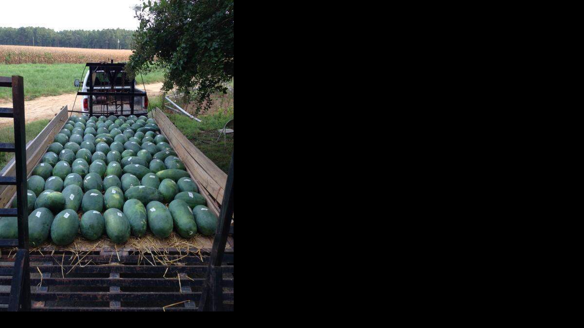 
The first seed crop of Bradford watermelons are loaded, nestled in hay, for the trip from Sumter to Charleston for processing.
