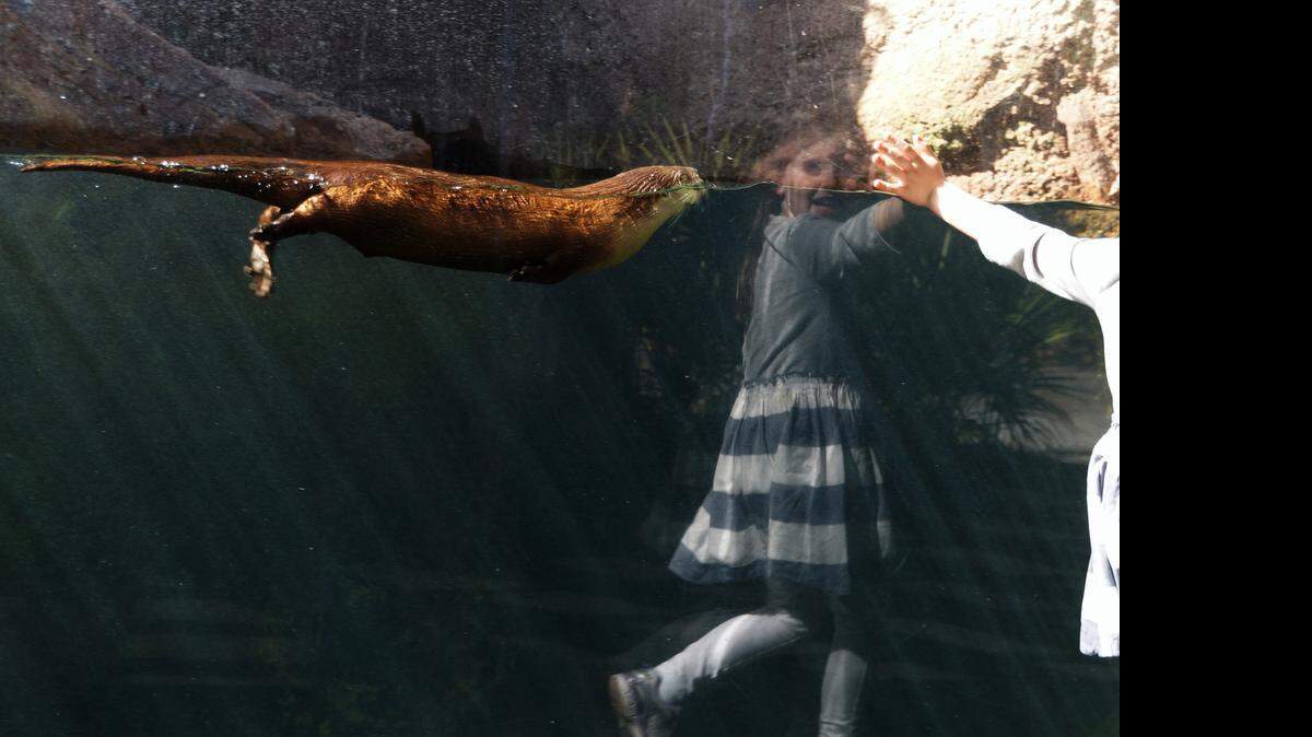 
Kendle Enter claimed first place in the People category for a photograph of her daughter enjoying the otter exhibit in the Animal Forest at Charles Towne Landing.
