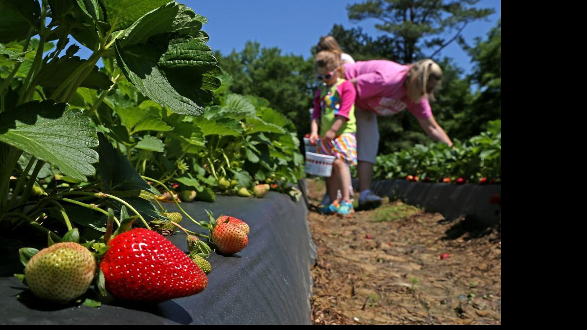 
Lily Grace Collins is joined by her grandmother Pam Collins as she tries to figure out which strawberries to pick at Cottle Strawberry Farm off Trotter Road in Hopkins. The small local family farm is open for the 2015 season.
