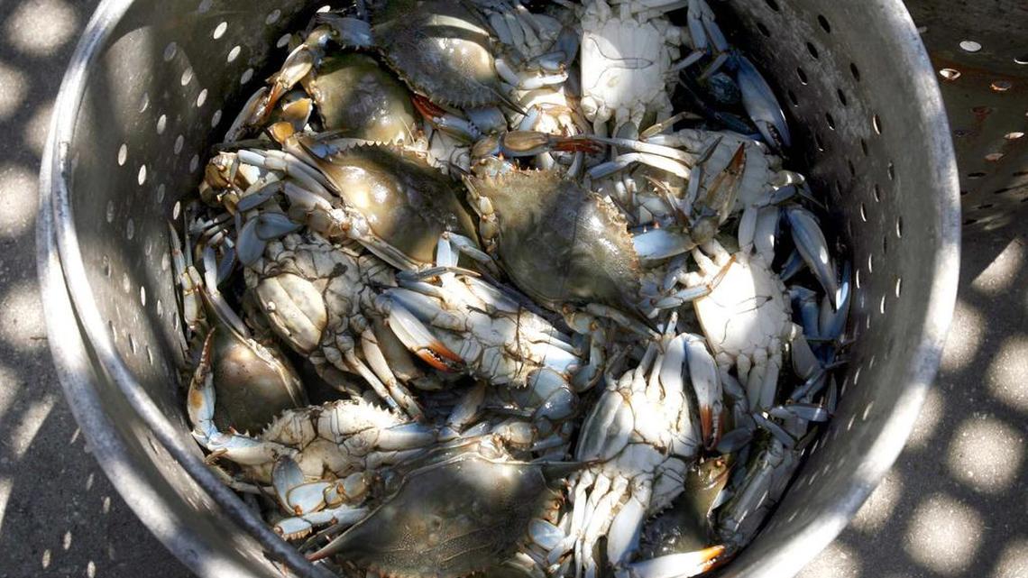 Soft shell crab season has begun!