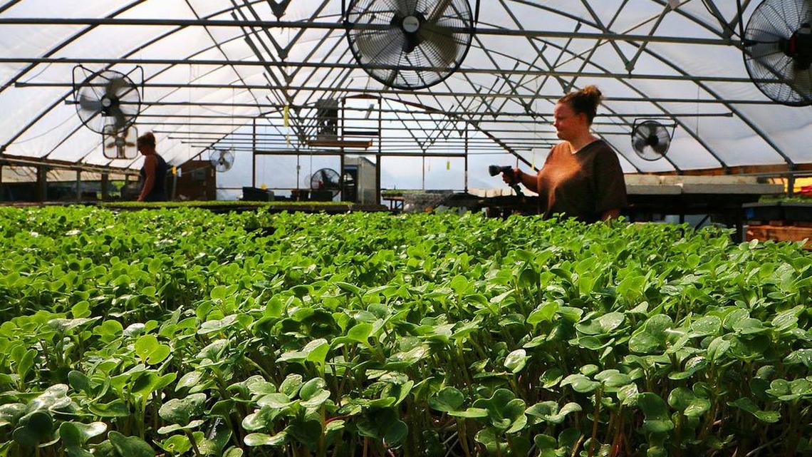 City Roots, Columbia’s urban farm across from Owens Field, has been recognized in the 2015 Good Food Organization Guide.