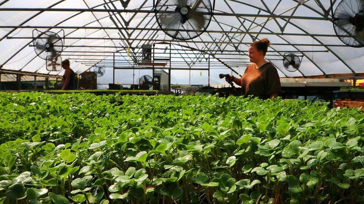 City Roots, Columbia’s urban farm across from Owens Field, has been recognized in the 2015 Good Food Organization Guide.