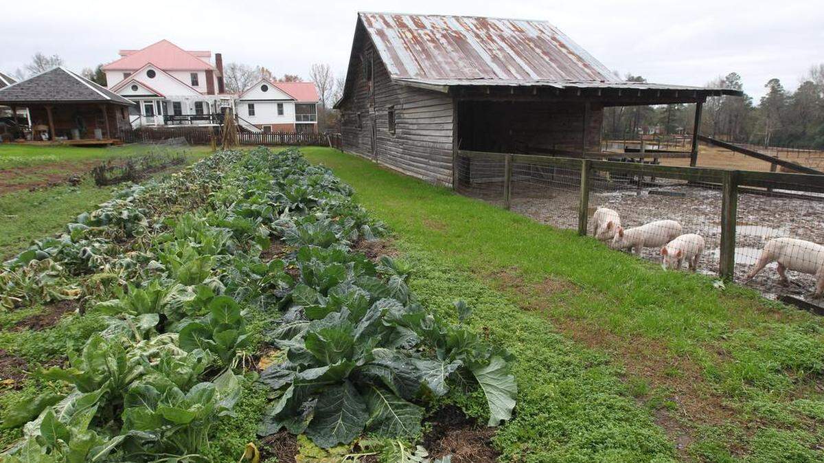 McCaskill Farm, in Rembert, is a bed and breakfast, working farm and country store.