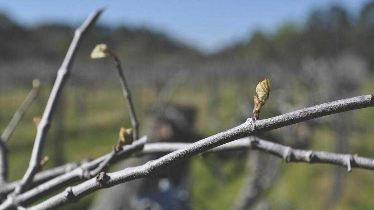 Delicate buds emerge from the woody canes at the beginning of the wine grape growing season, called “bud break.” This happens in early spring.