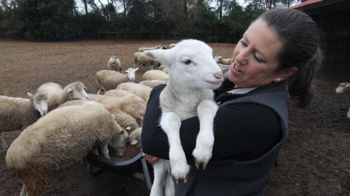 
McCaskill Farm outside Camden is a bed and breakfast, working farm and country store. Have lunch on the farm every Friday and mark your calendar for Family Farm Day Oct. 11
