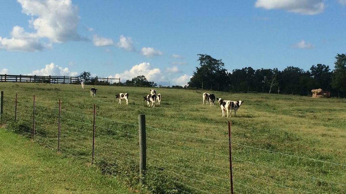 
Hickory Hill Milk is tucked in along the edge of Sumter National Forest and sells non-homogenized whole and chocolate milk and buttermilk.
