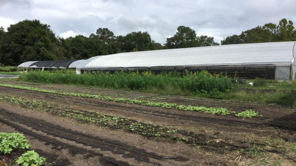 City Roots Farm