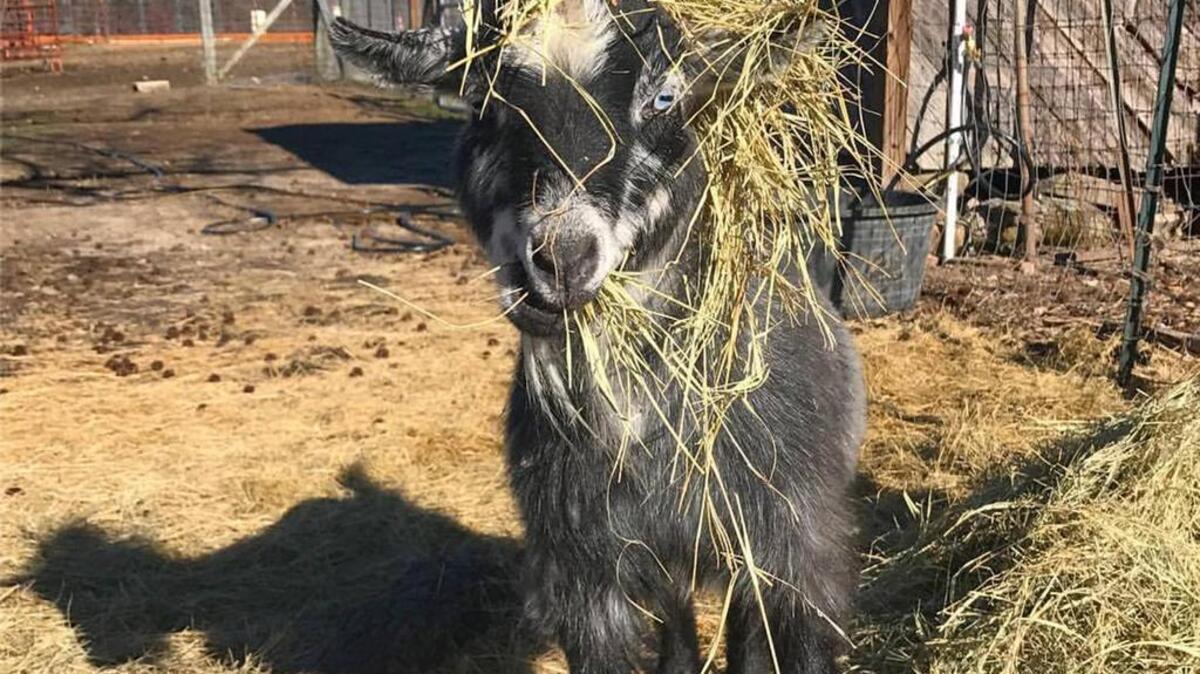 Six Berry Farm has goats.