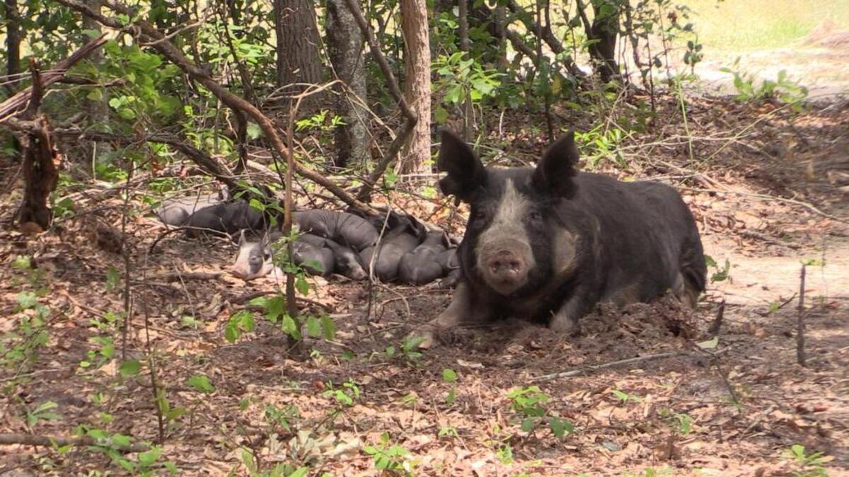 A Berkshire sow with her piglets. The Midlands Farm Tour is coming up in September
