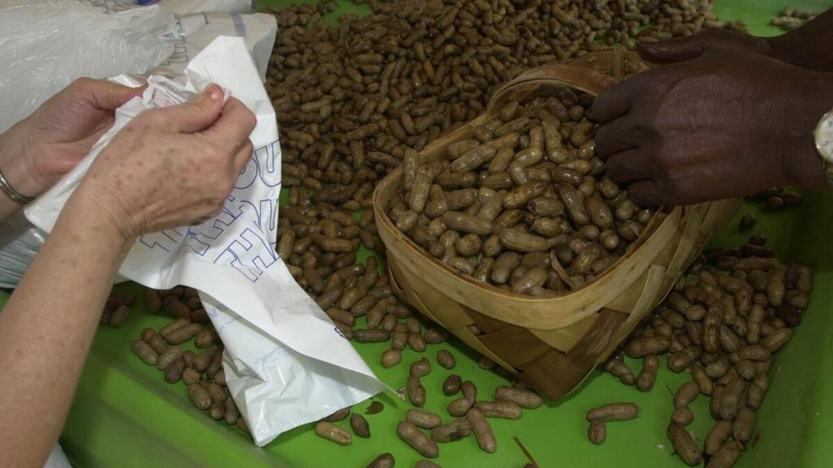 A peck of boiled peanuts prepped for sale at the Pelion Peanut Party.