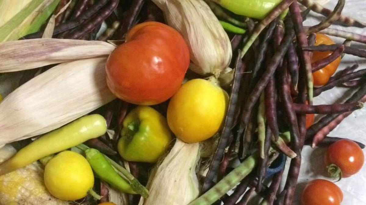 What’s in the garden now: sweet corn, peppers, tomatoes, white cucumbers, peppers and pink eye purple hull peas.