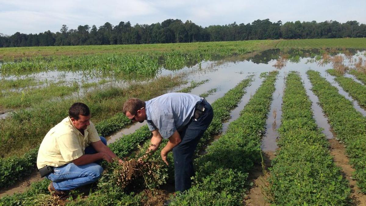 In October 2015, record rainfall caused flooding throughout South Carolina. Thad Wimberly, left, and Jonathan Berry inspect the damage to a field of peanuts in Branchville, Oct. 9, 2015. Wimberly, co-owner of Wimco Farms in Branchville, expected to lose 75 percent of his crop.