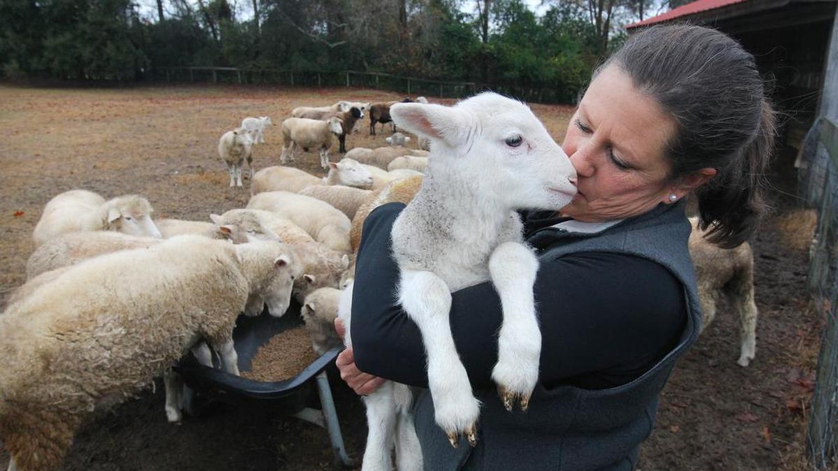 Old McCaskill’s Farm in Rembert, S.C. is having an old fashioned sheep shearing day on Saturday. Come out and visit the farm