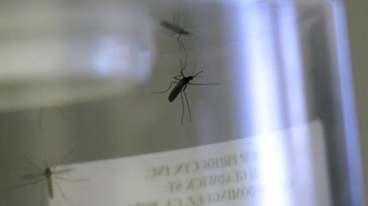 Live mosquitos grown from water larvae are contained at the Dallas County Mosquito Lab Thursday, Feb. 11, 2016, in Hutchins, Texas.