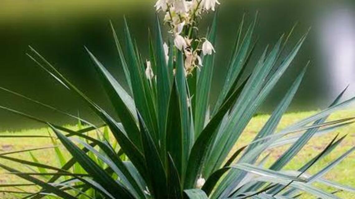 Prickly yucca plant wounds with dagger-like leaves
