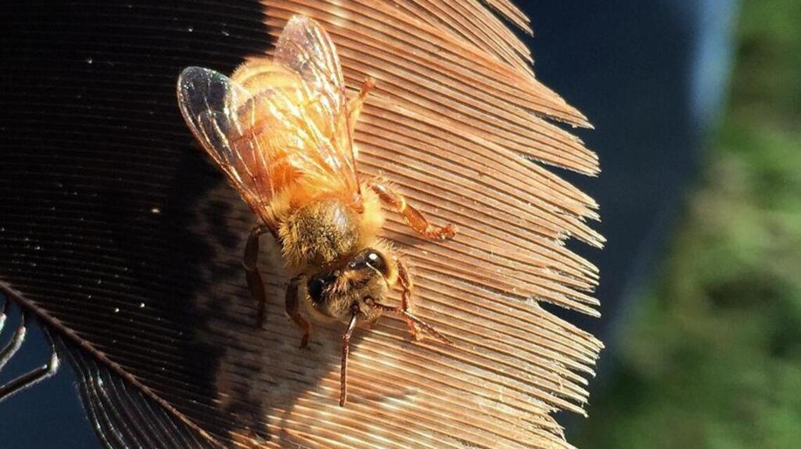 Beekeepers lost nearly half their colonies in the past year