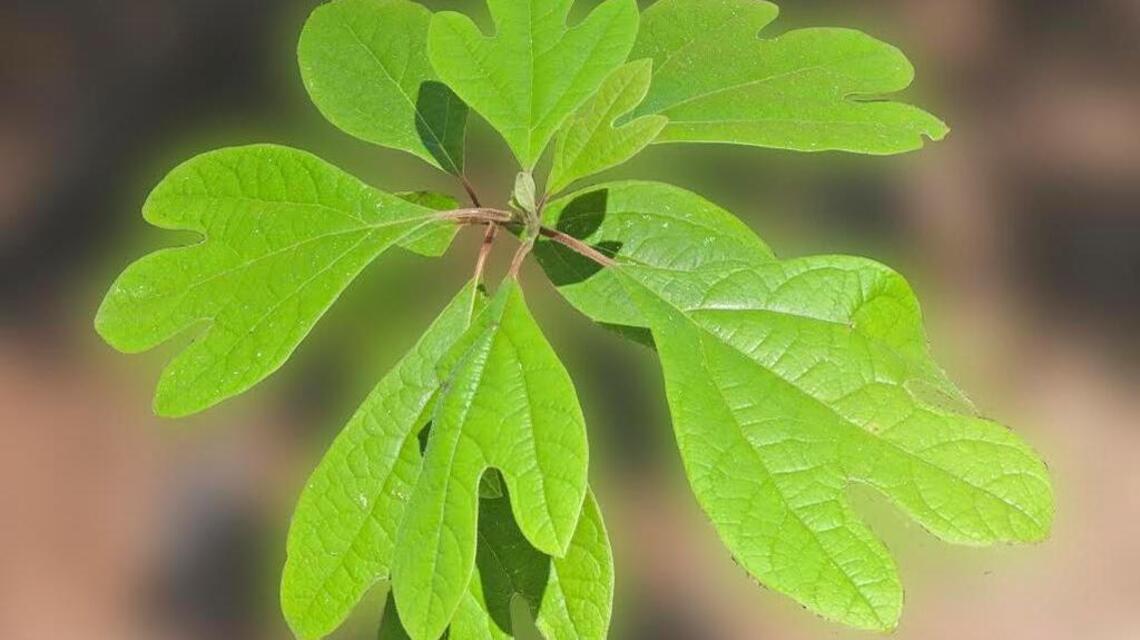 Sassafras trees have a sweet history