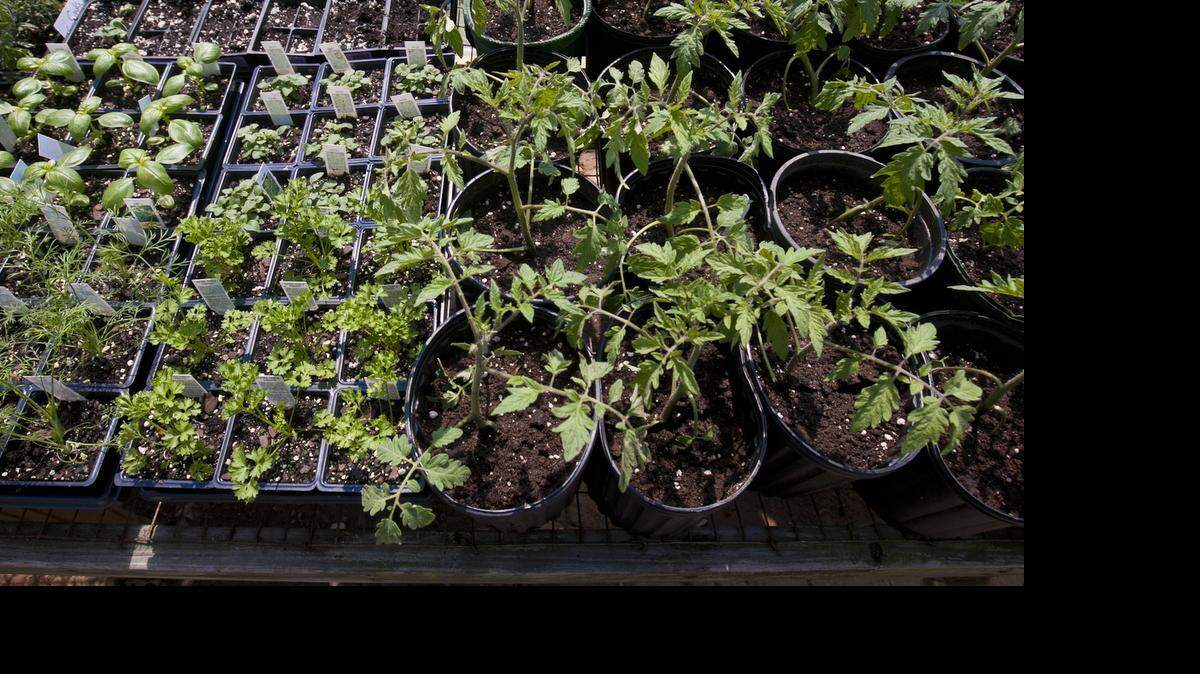 Tomato plants and herbs are just some of the plants available at plant sales this weekend.