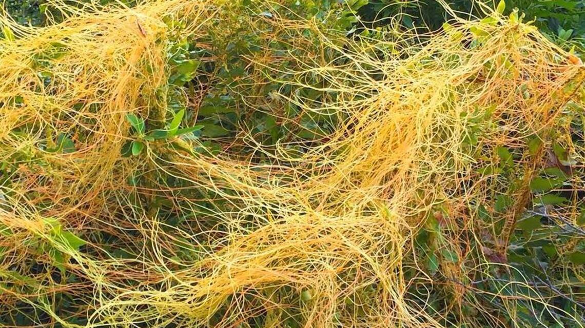 SC plants beware! This vampire parasite can ‘smell’ its potential victims