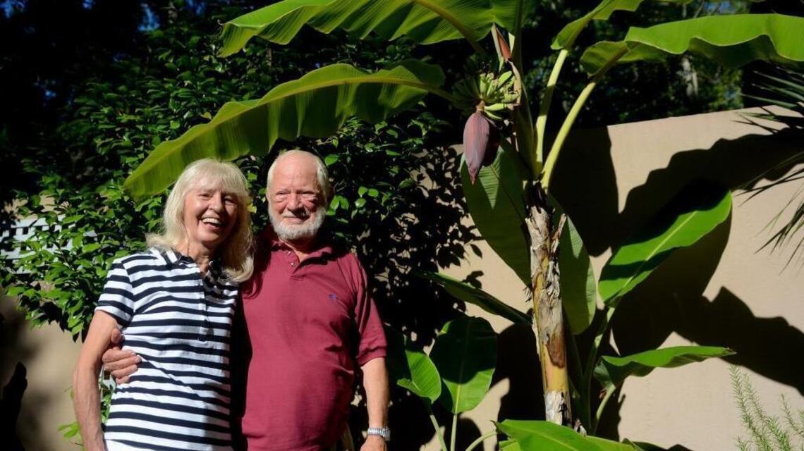 Bananas growing on Hilton Head is an a-peeling sight