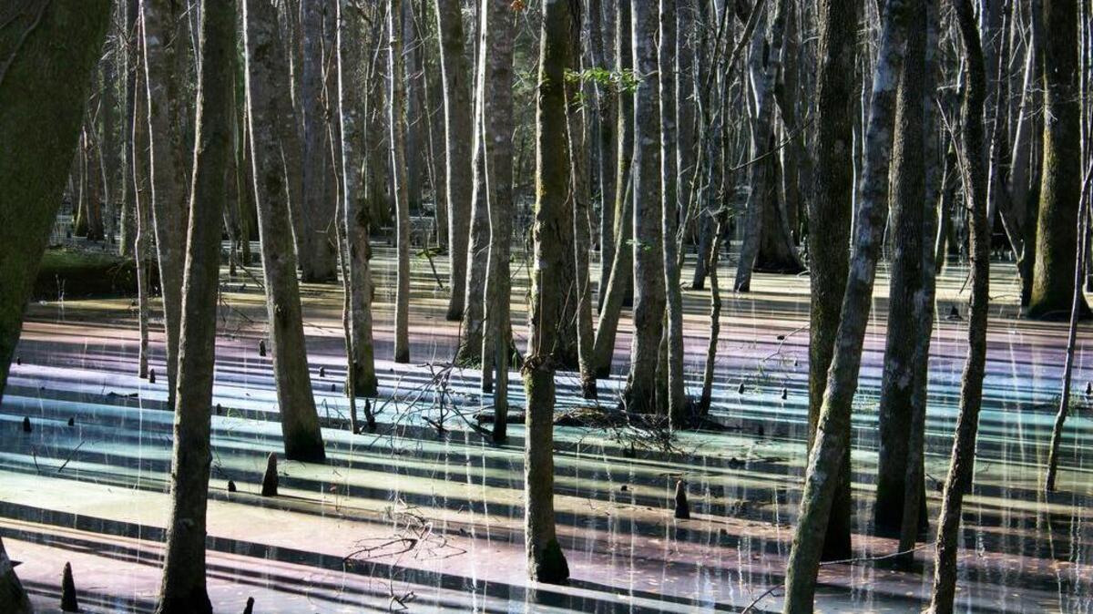 Oils produced by swamp plants refract sunlight and create rainbows along the boardwalk at Caw Caw Interpretive Center in Ravenel.