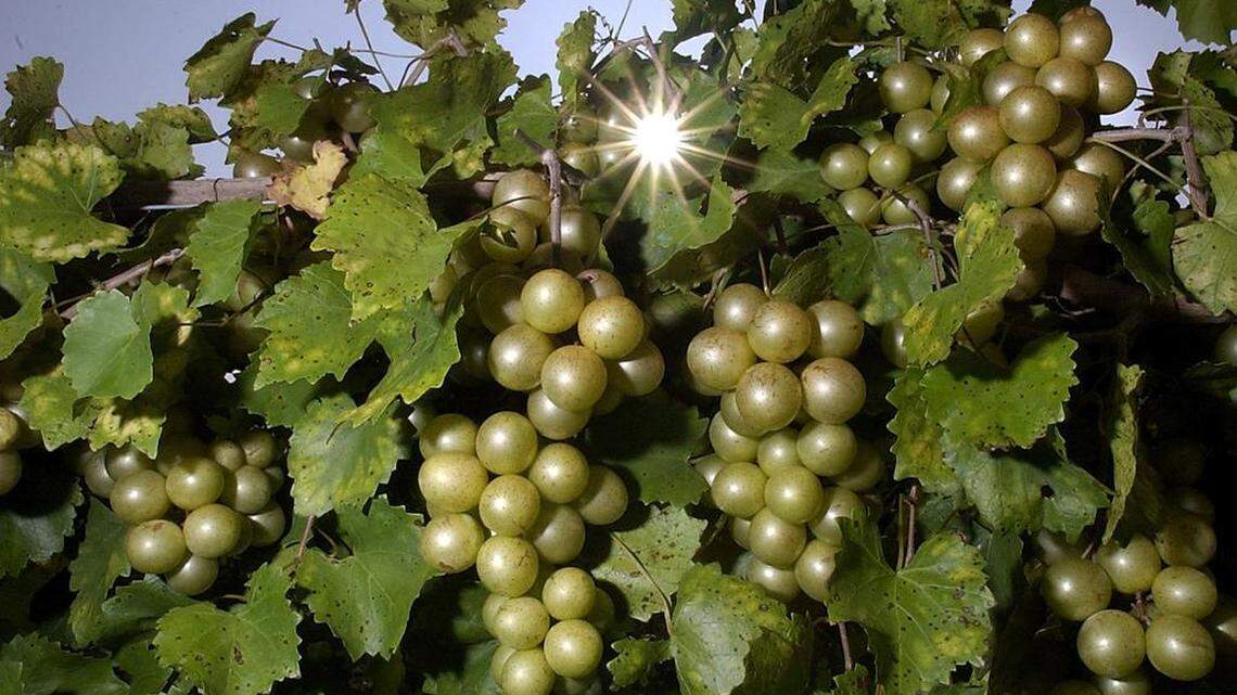 Muscadine grape vineyards.