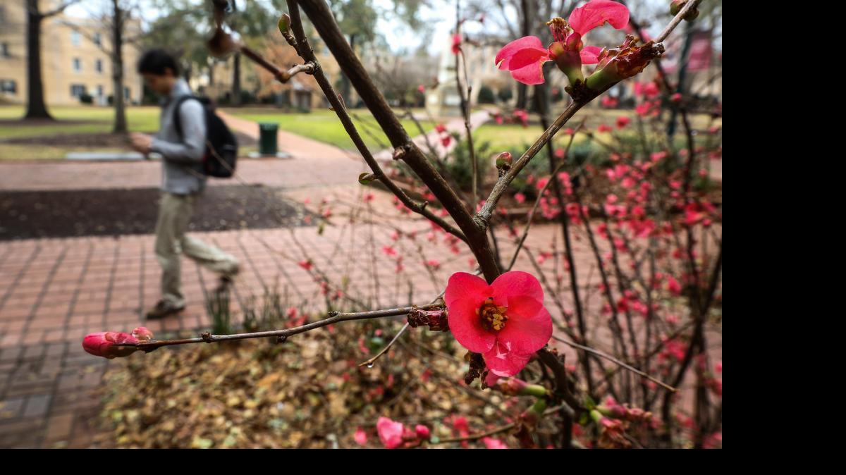 
The USC Horseshoe always shows a sign of spring early in the year.
