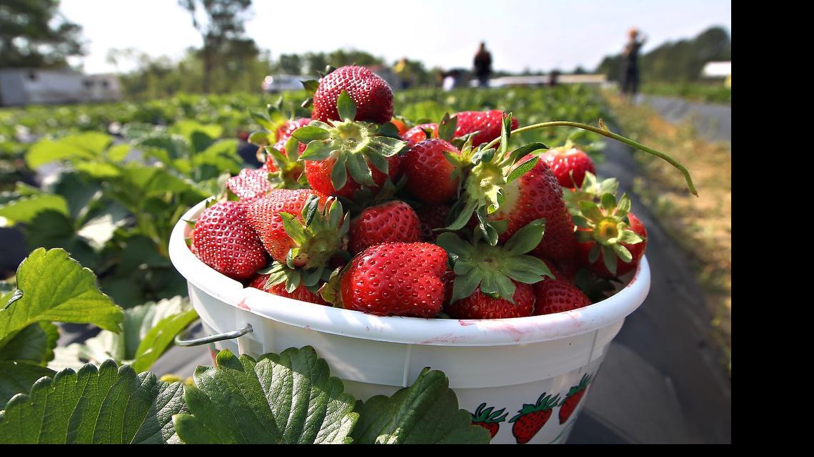 How We Go Columbia: Midlands strawberries