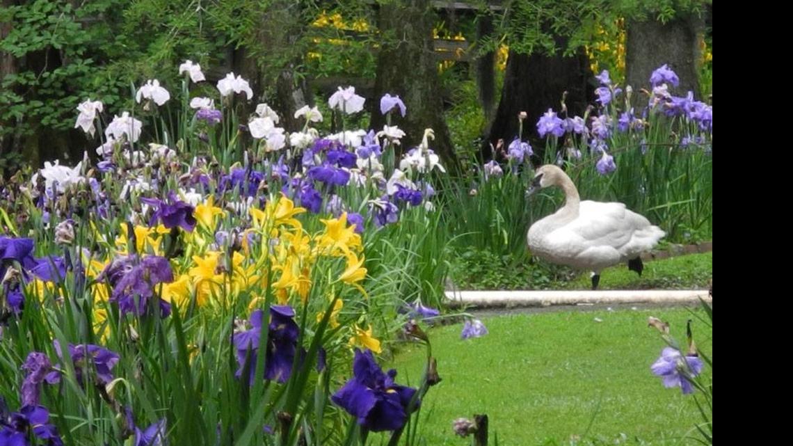 How We Go Columbia: Serenity of Swan Lake