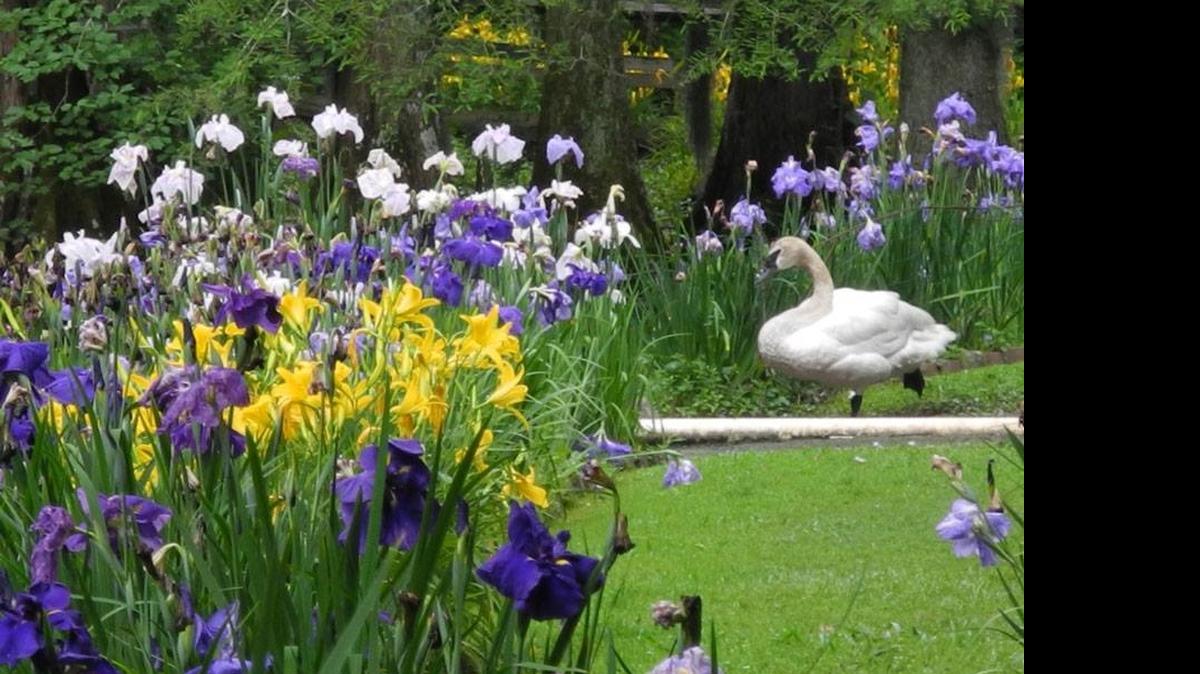 
Swan Lake Iris Gardens
