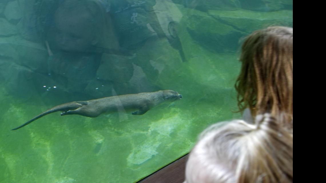 Riverbanks Zoo: Otters and drums and bears, oh my