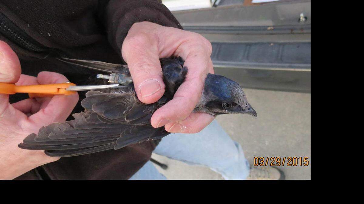 
Geolocators placed on purple martins in the late summer before they migrate to South America are removed when they return to South Carolina, with the data collected used to better understand that migration.
