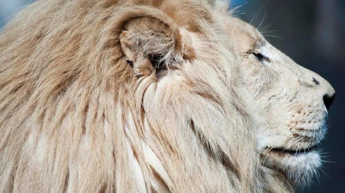 Mandela, a white lion, rests in the sun at Hollywild Animal Park.