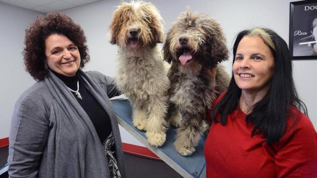 Faith Ott, left, and Janet Rahn pose with their Spanish water dogs Maya, left, and Sancho at Dog Gone Sensational in Okatie on Feb. 8. The two are showing their dogs, and a third champion Spanish water dog named Jango, in the 140th Annual Westminster Kennel Club All Breed Dog Show in New York on Feb. 15-16. The two will be showing three of the 10 dogs of this type competing in the show.