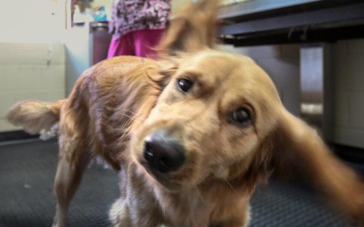 Stella shakes her head after having her ears checked by Dr. Cara Gardner at Four Paws Animal Clinic. The clinic was destroyed by floodwaters earlier this month. The popular neighborhood business has relocated near Five Points and is open for business.