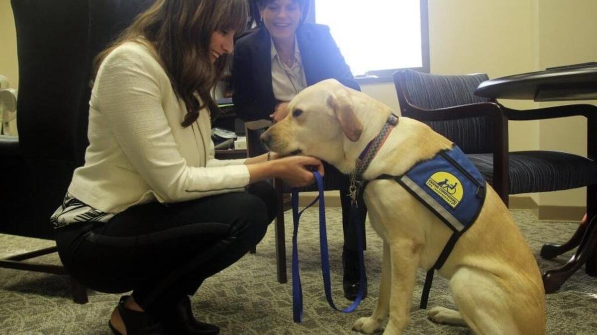 Credit: Assistant 10th Judicial Circuit Solicitor Chelsey Moore, left, pets her courtroom dog Roma next to her boss, Solicitor Chrissy Adams.