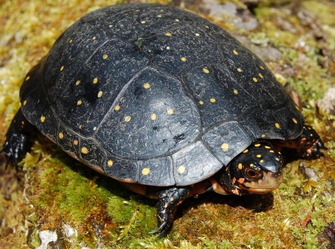 Spotted turtle 