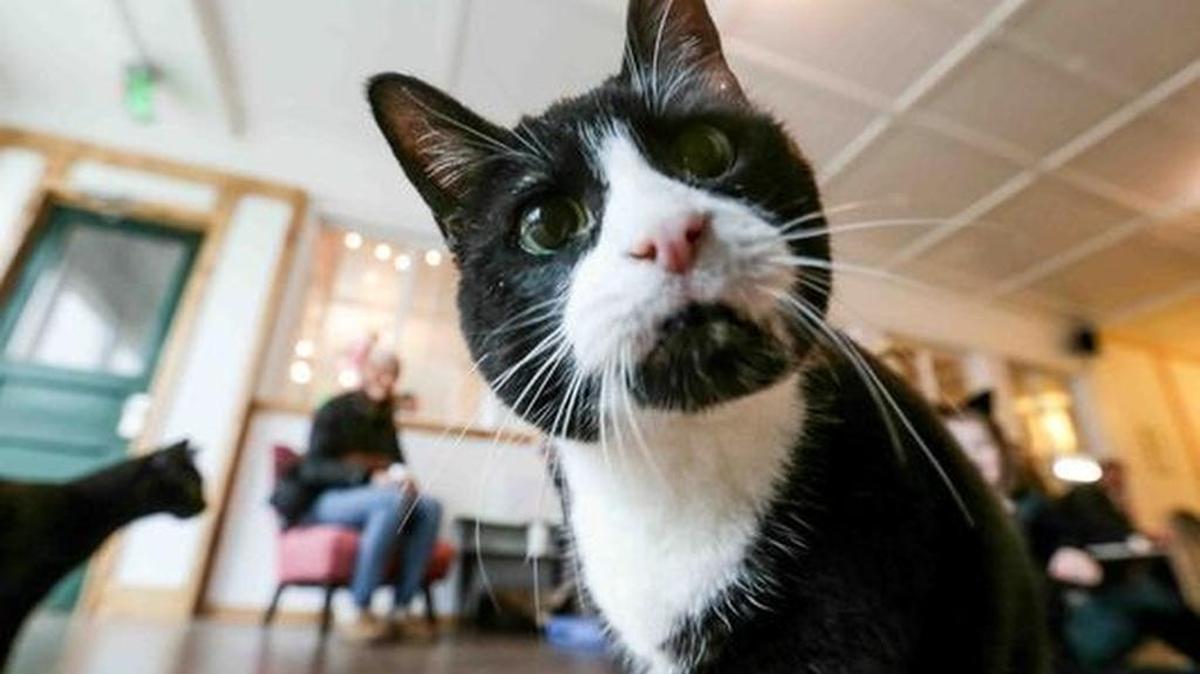 Cat cafes are opening in cities around the world and the United States. This one is the Nine Lives Cat Cafe in Indiana.