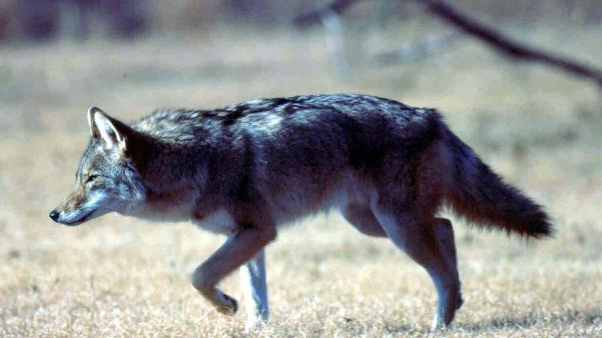 Myrtle Beach City Council passed a first reading of an ordinance that would allow certified wildlife control specialists retained by the city to shoot trapped coyotes after a local trapper complained of having to beat the animals to death to avoid being cited for firing a gun in city limits.
